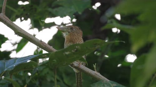Striated Antthrush Perched in Lush Tropical Forest