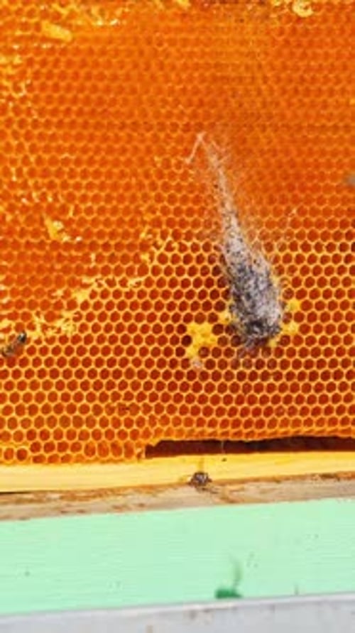Bees Crawling on Honeycomb in Beehive