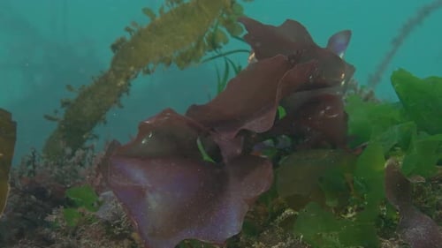 Hoja arcoíris algas marinas en un arrecife en el noroeste del Pacífico en Canadá
.