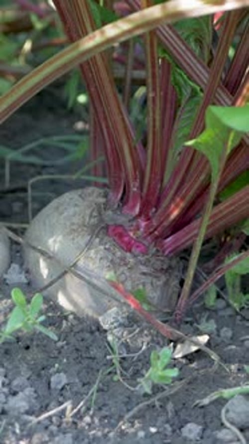 Betteraves poussant dans des tiges rouges moulues et des feuilles vertes luxuriantes