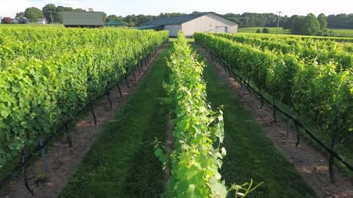 Vineyard in North Carolina aerial