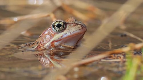 Brown frog (Rana temporaria) close-up in a pond.