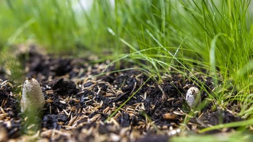 Mushrooms Emerging in a Patch of Grass and Soil
