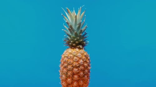 Fresh pineapple fruit on blue background. Slow motion