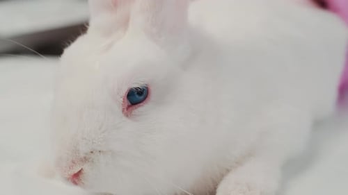 White Rabbit Close Up Lying Down