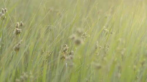 Wind blowing on the grass in the afternoon.