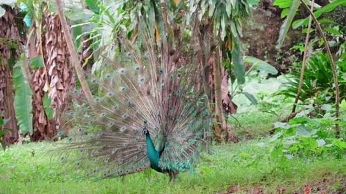 Magnificent Peacock Displays Feathers in Tropical Setting