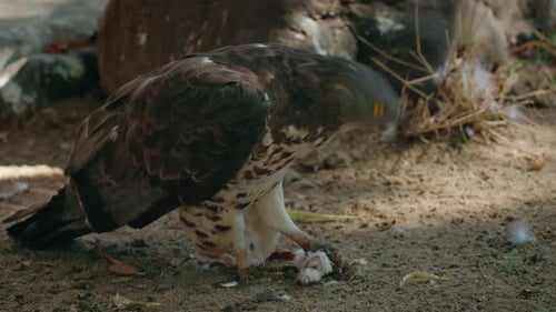 Bussard ernährt sich von Mäusen am Boden Wilder Greifvogel, der kleine Säugetiere jagt und frisst