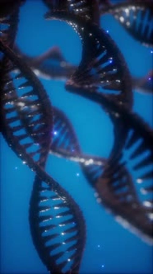Structure of the DNA Double Helix Animation