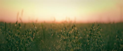 Green ears of oats sway in the wind on the field at sunset close-up. Summer agriculture background.