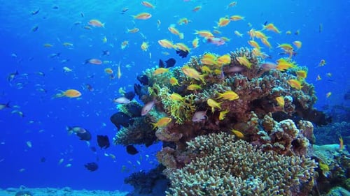 Tropical Underwater Orange Fish Reef