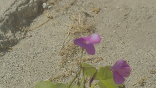 Desert flower in gentle breeze