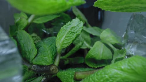 close up macro probe lens footage of cocktail ingredients like mint and Ice cubes 4k