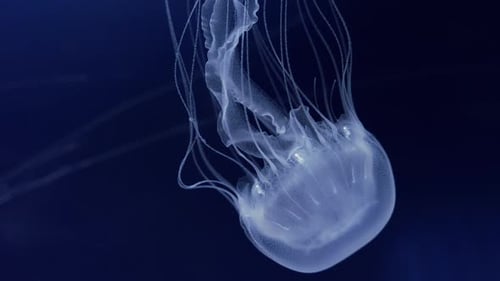 Graceful Jellyfish Drift Through Ocean Depths Glowing Softly Medusa Underwater