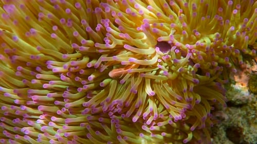 Cute Anemone Fish Hiding on the Coral Reef Snorkeling or Diving