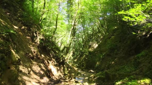 forest sunlight landscape