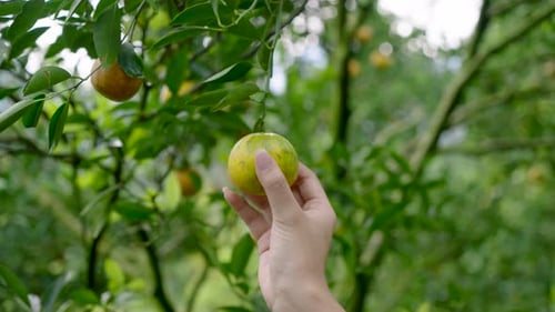 Close-up of Asian woman's hand carefully holding ripe orange hanging from tree branch, fingers gentl