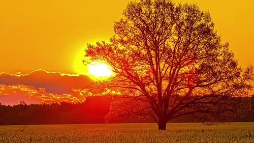 Zeitrafferaufnahme eines goldenen Sonnenaufgangs hinter einer blattlosen Baumsilhouette auf einem Feld auf dem Land am Morgen