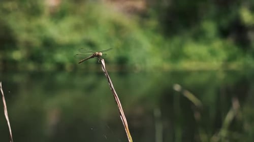 Libelle auf Schilf am Fluss, Nahaufnahme