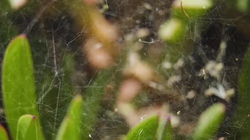 Spiderweb In The Garden With Blurry Green Leaves In Background. - close up