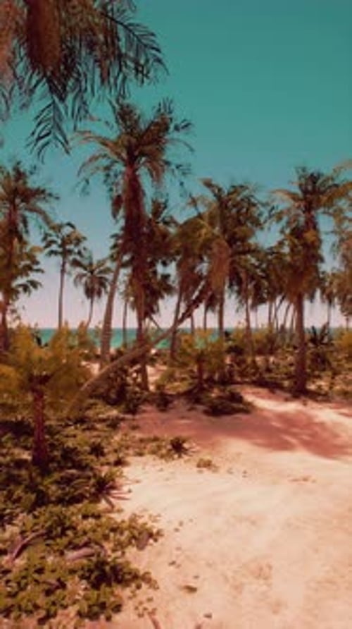 Sandy Beach With Palm Trees and Ocean