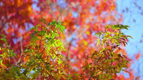 Colorful Autumn Leaves Changing in the Sunlight