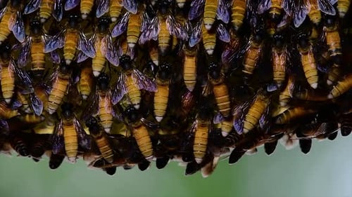 Honey Bees are known to build large colonies of nest with symmetrical pockets made of wax for them t