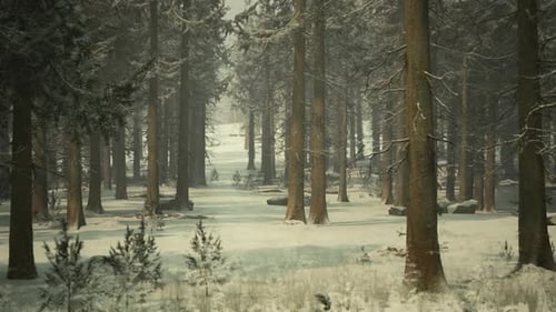 Pine Trees Covered with Hoarfrost in the Dark Forest