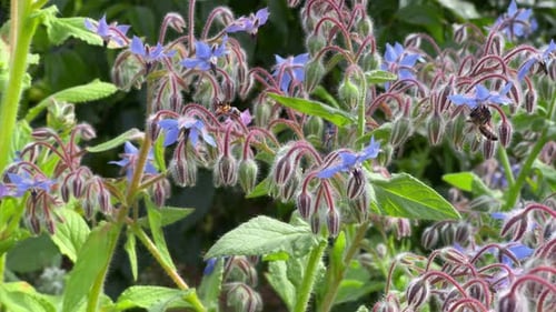 Plants blossoming, delicate yet bold, beautiful colourful celestial tapestry