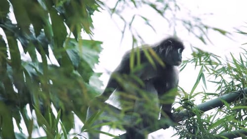uma família de macacos de folha prateada ou lutung prateado em uma vida selvagem