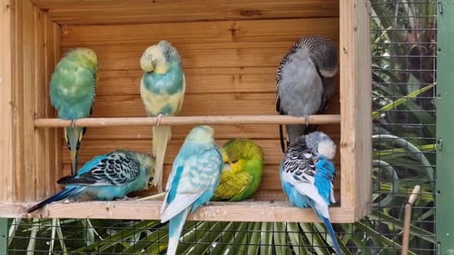 Several budgerigars (common parakeets) with various colours in wooden cage