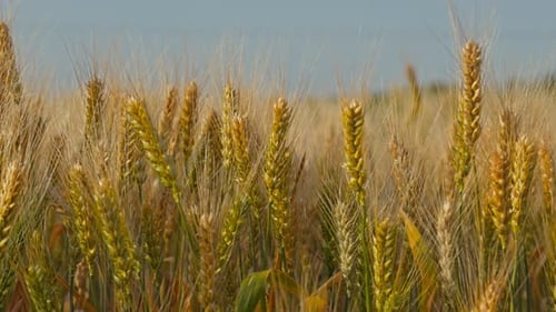 Wheat Field Ears of Wheat Swaying From the Gentle Wind