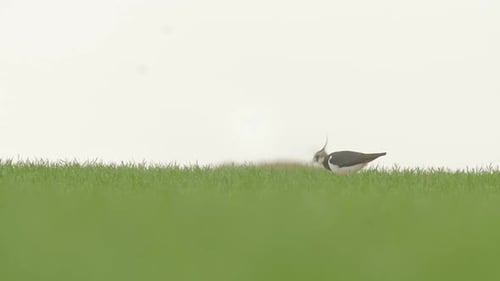 Lapwing bird standing in wheat field