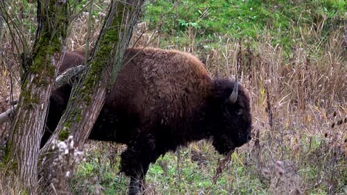 Manada de uros pastando en el campo. Gran bisonte marrón sobre el fondo del bosque