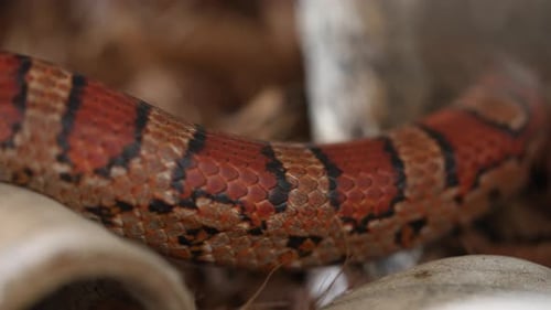 Close up. Orange, black, and copper patterned snake tail of a Corn Snake slithering past on forest