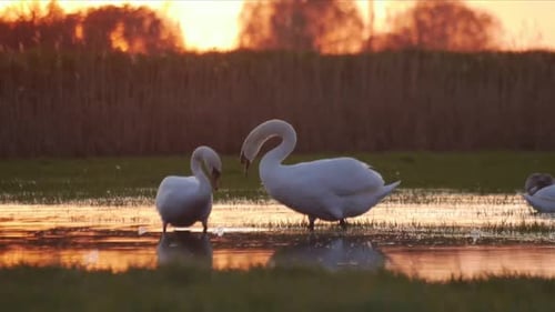 Nature & Wildlife : Swans