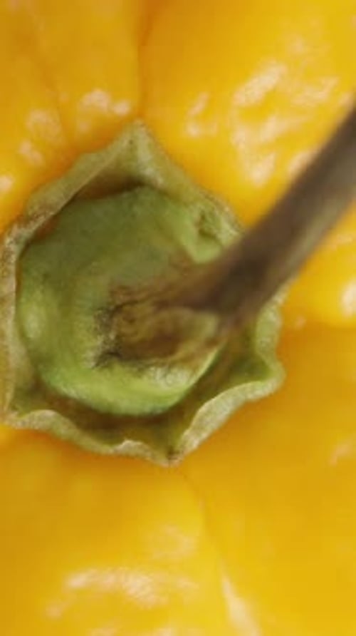 Vertical video. A Yellow Habanero pepper spins and falls down on a background of red mini peppers