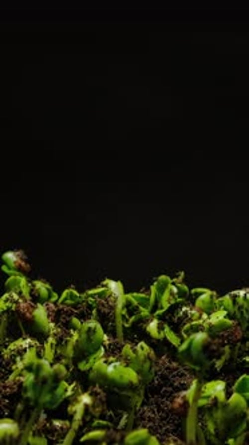 Time Lapse of Seeds Sprouting in Soil