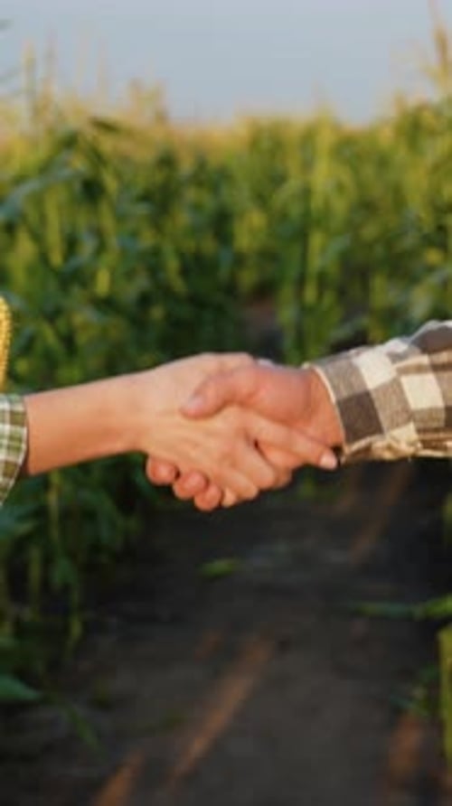 Farmers Shaking Hands in Vibrant Cornfield