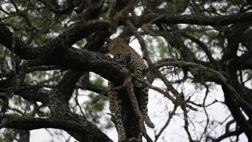 Sleepy Leopard Resting on Tree Branch. Wild African Animal in Natural Environment of Kruger