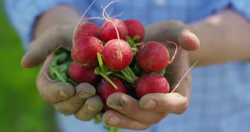 The farmer is holding a biological product radish, hands and radishes stained with earth. Concept: