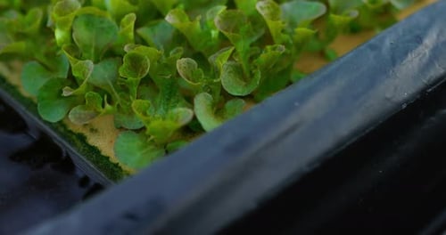 Footage close up of Fresh green oak lettuce salad, organic hydroponic vegetable