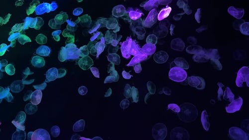 Glowing jellyfish swimming gracefully in a dark aquarium tank under colorful lights