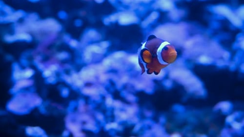 Nemo Fish Anemone Colorful Fish in Tank with Coral Reef Salted Water Small Aquarium of Sea Animal