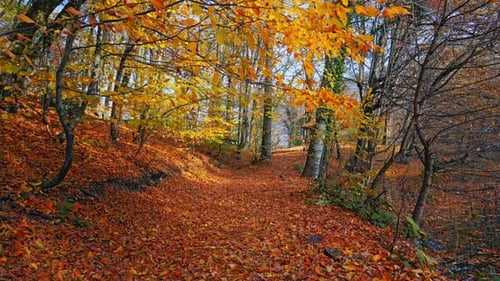 Autumn Forest Gimbal Walk - 2K