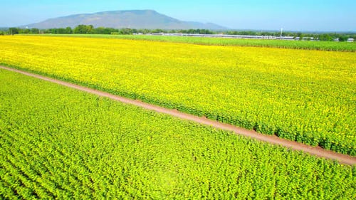 Aerial view over a large field of beautiful sunflowers