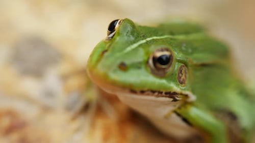 A Closeup Portrait of the Frog Sitting on the Wet Stone Zoom in to the Animal's Eye and Focus Pull