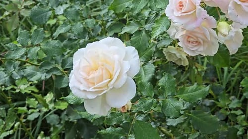 Weißer Rosenstrauch in voller Blüte bewegt sich anmutig im Wind