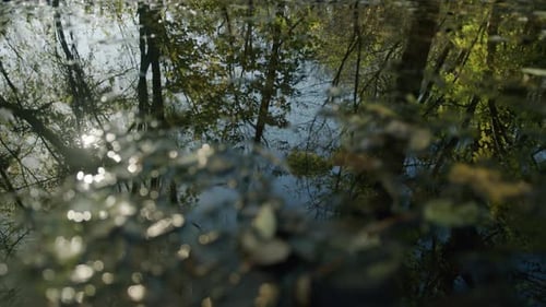 Autumn trees in puddle water reflection Moving smooth shot
