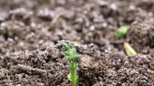 Growing Plant Chickpeas